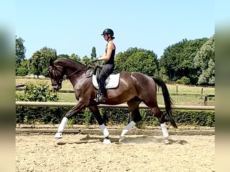 Trakehner Caballo castrado 5 años 178 cm Castaño in Liessel