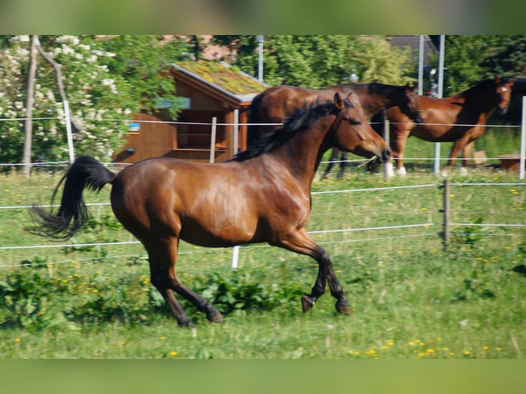 Trakehner Caballo castrado 5 años Castaño in Klein Wittensee