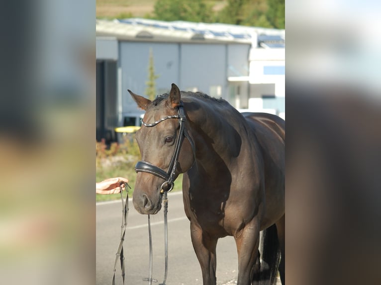 Trakehner Caballo castrado 5 años Morcillo in Lonsee