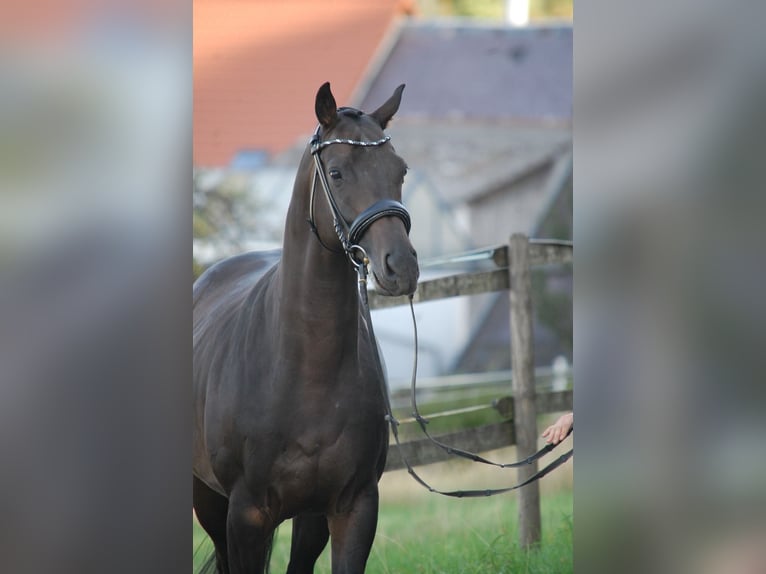 Trakehner Caballo castrado 5 años Morcillo in Lonsee