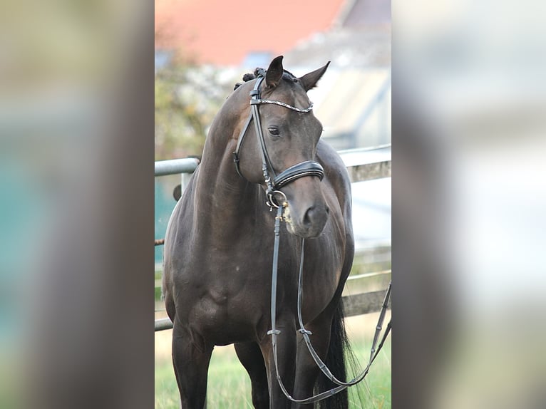 Trakehner Caballo castrado 5 años Morcillo in Lonsee