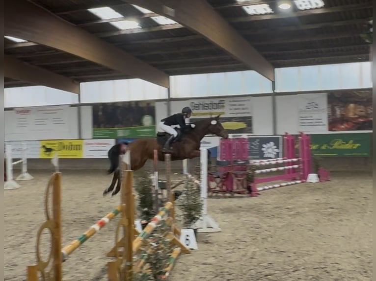 Trakehner Caballo castrado 6 años 163 cm Castaño in Bönebüttel