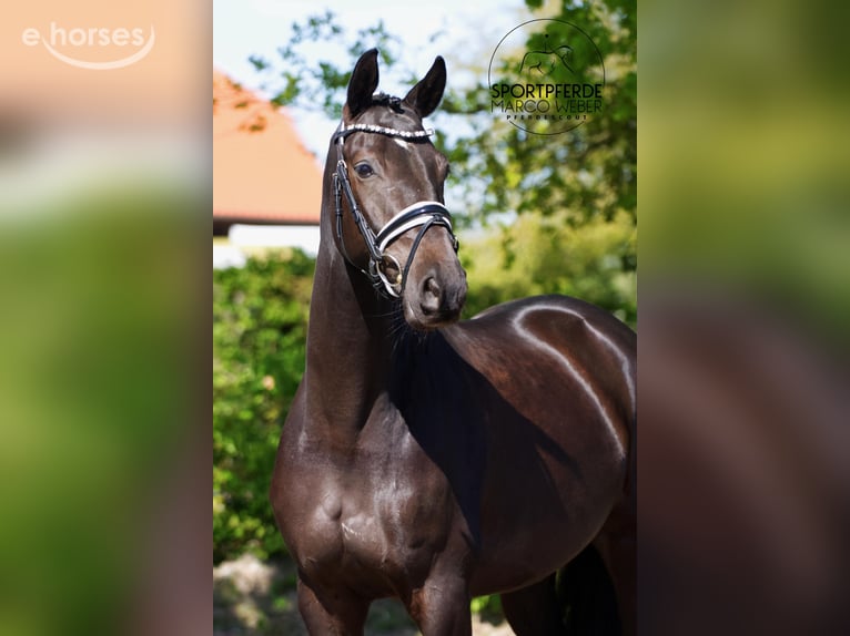 Trakehner Caballo castrado 6 años 164 cm Negro in Ennigerloh