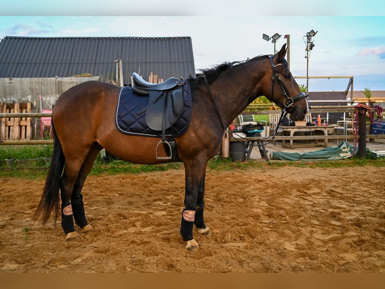 Trakehner Caballo castrado 6 años 165 cm Castaño in Ruurlo