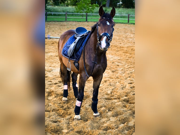 Trakehner Caballo castrado 6 años 165 cm Castaño in Ruurlo