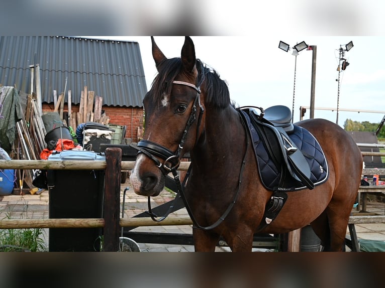 Trakehner Caballo castrado 6 años 165 cm Castaño in Ruurlo