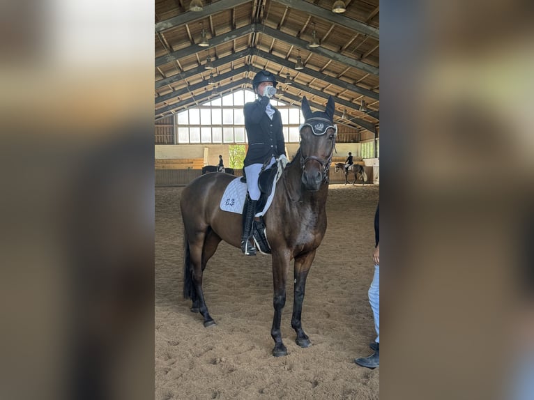 Trakehner Caballo castrado 6 años 165 cm Castaño oscuro in Mertingen