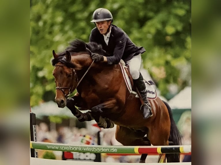 Trakehner Caballo castrado 6 años 165 cm Castaño oscuro in Mertingen