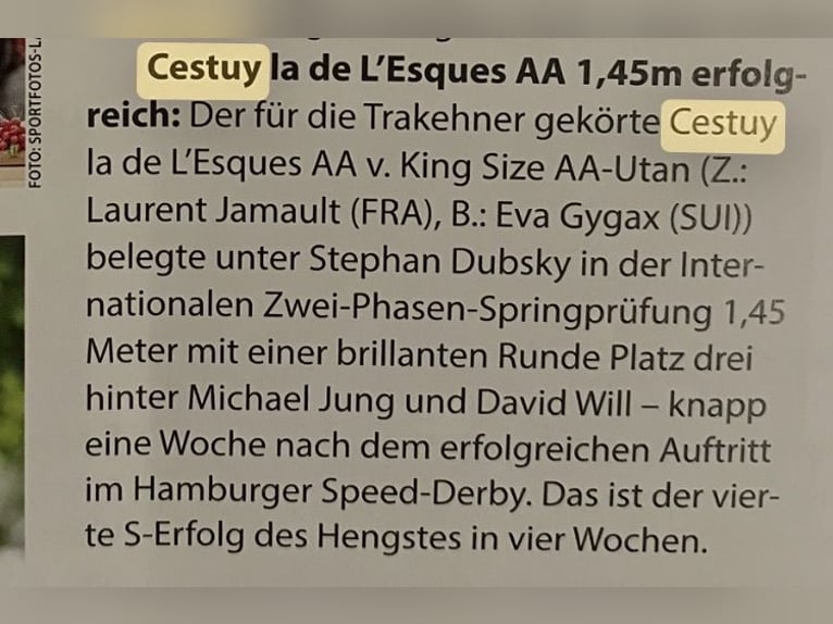 Trakehner Caballo castrado 6 años 165 cm Castaño oscuro in Mertingen