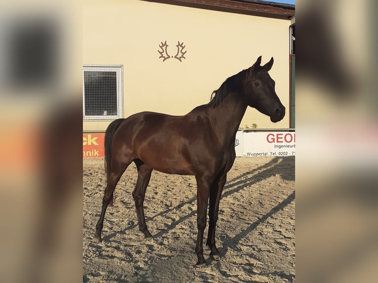 Trakehner Caballo castrado 6 años 165 cm Negro in Sprockhövel