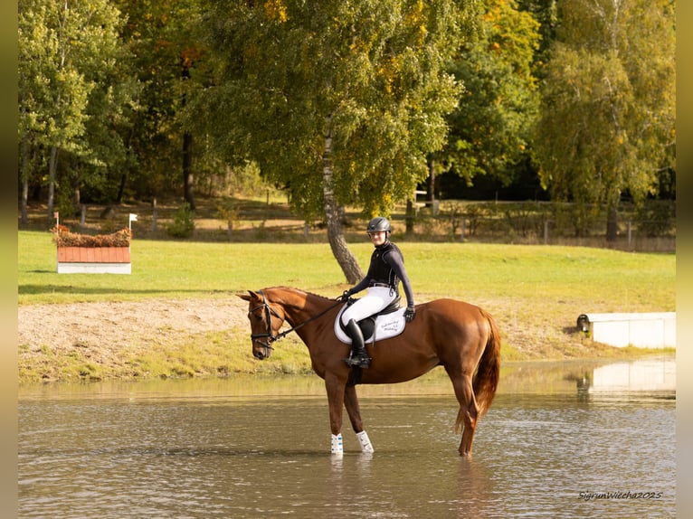 Trakehner Caballo castrado 6 años 167 cm Alazán-tostado in Heidekrug