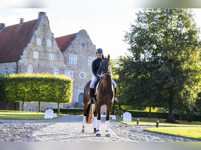 Trakehner Caballo castrado 6 años 167 cm Castaño in Neumünster