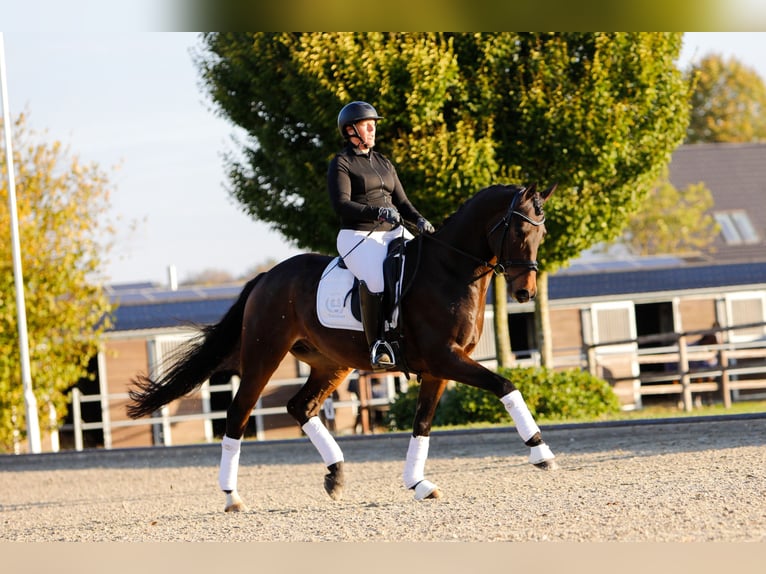 Trakehner Caballo castrado 6 años 167 cm Castaño in Neumünster