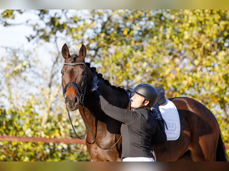 Trakehner Caballo castrado 6 años 167 cm Castaño in Neumünster