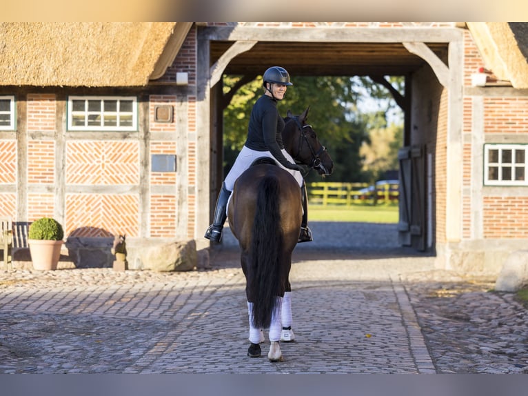 Trakehner Caballo castrado 6 años 167 cm Castaño in Neumünster