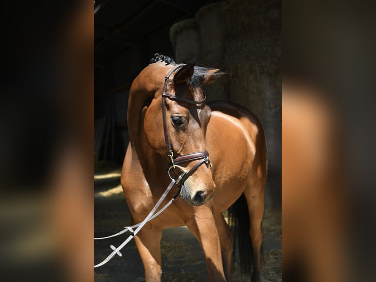 Trakehner Caballo castrado 6 años 167 cm Castaño in Geilenkirchen