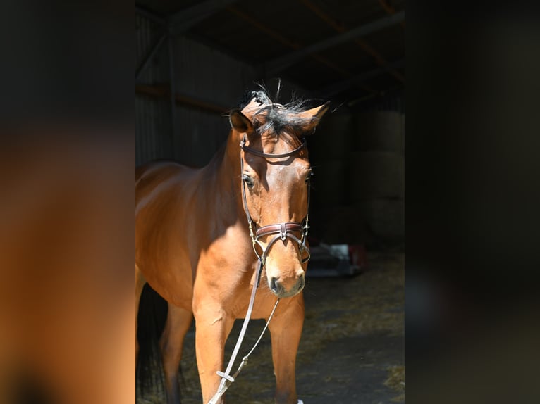 Trakehner Caballo castrado 6 años 167 cm Castaño in Geilenkirchen