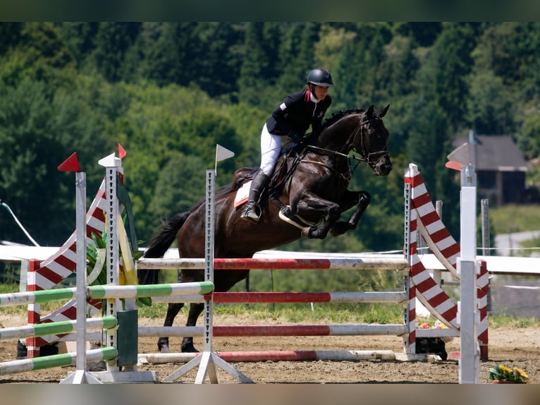 Trakehner Caballo castrado 6 años 167 cm Morcillo in Dorsten