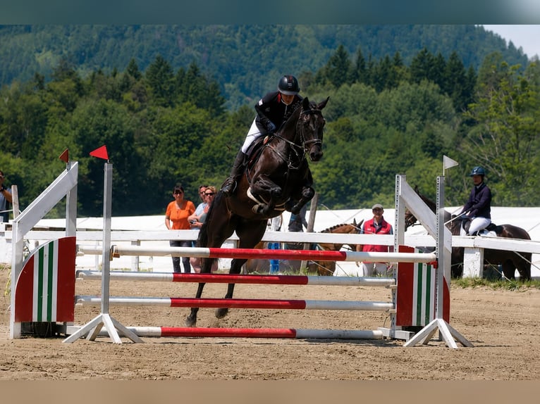 Trakehner Caballo castrado 6 años 167 cm Morcillo in Dorsten