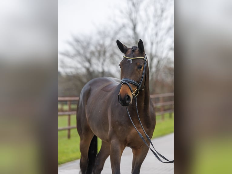 Trakehner Caballo castrado 6 años 168 cm Castaño in Brodersdorf