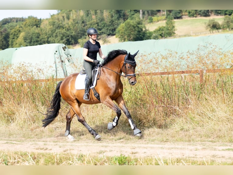 Trakehner Caballo castrado 6 años 168 cm Castaño oscuro in Wolfhagen