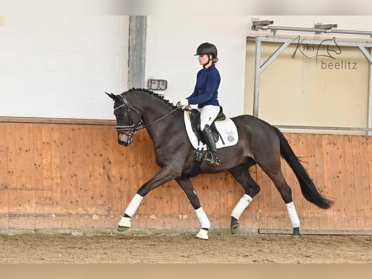 Trakehner Caballo castrado 6 años 168 cm Castaño oscuro in Suhlendorf