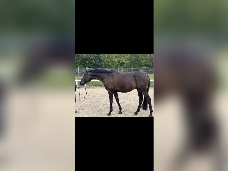 Trakehner Caballo castrado 6 años 168 cm Morcillo in Metzingen