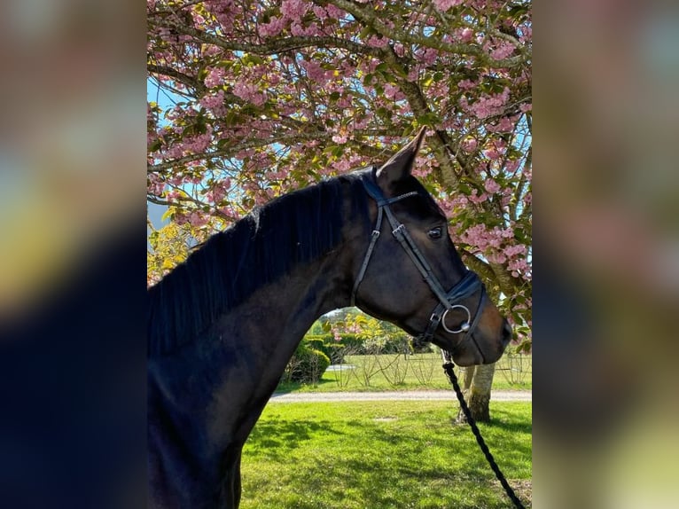 Trakehner Caballo castrado 6 años 170 cm Castaño oscuro in J&#xE6;gerspris