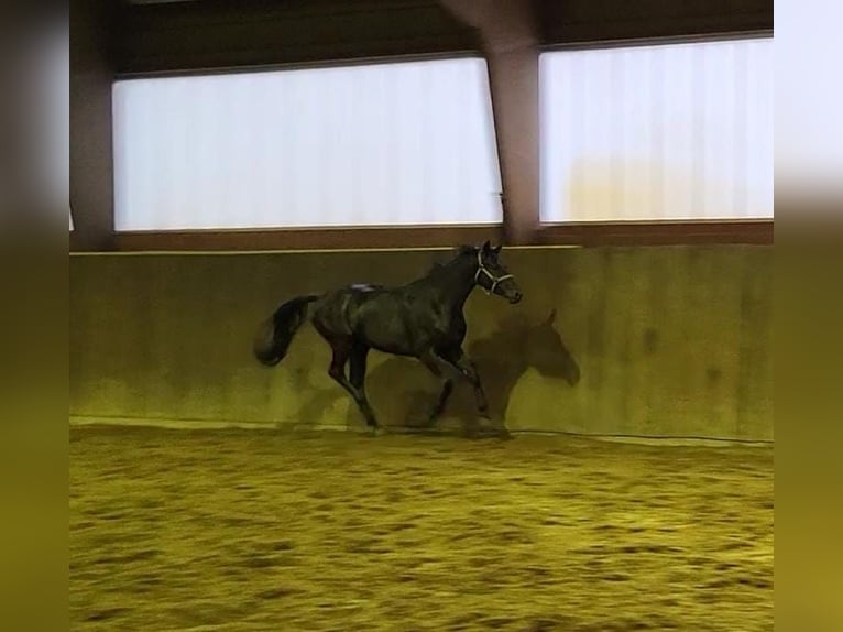 Trakehner Caballo castrado 6 años 171 cm Negro in Simbach am Inn