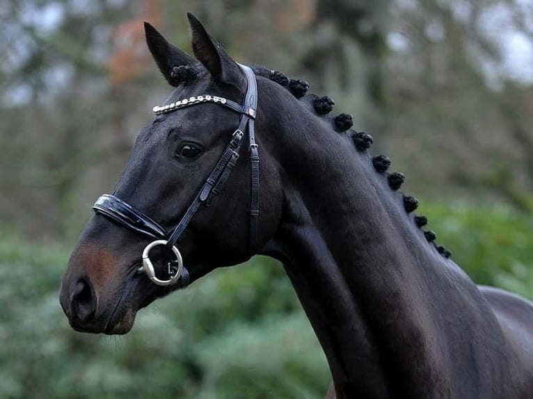 Trakehner Caballo castrado 6 años 172 cm Morcillo in Berge