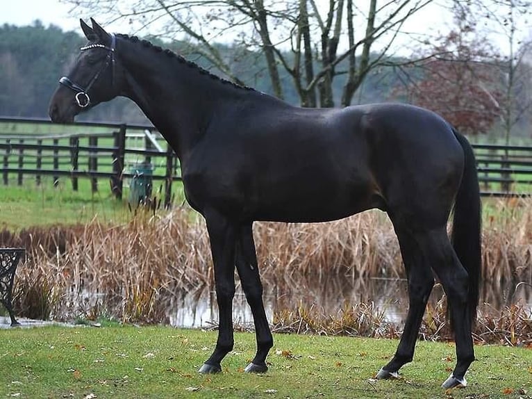 Trakehner Caballo castrado 6 años 172 cm Morcillo in Berge