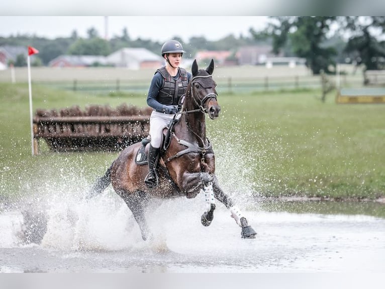 Trakehner Caballo castrado 6 años 172 cm Morcillo in Berge