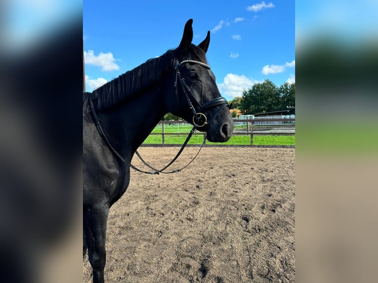 Trakehner Caballo castrado 6 años 173 cm Morcillo in Lienen