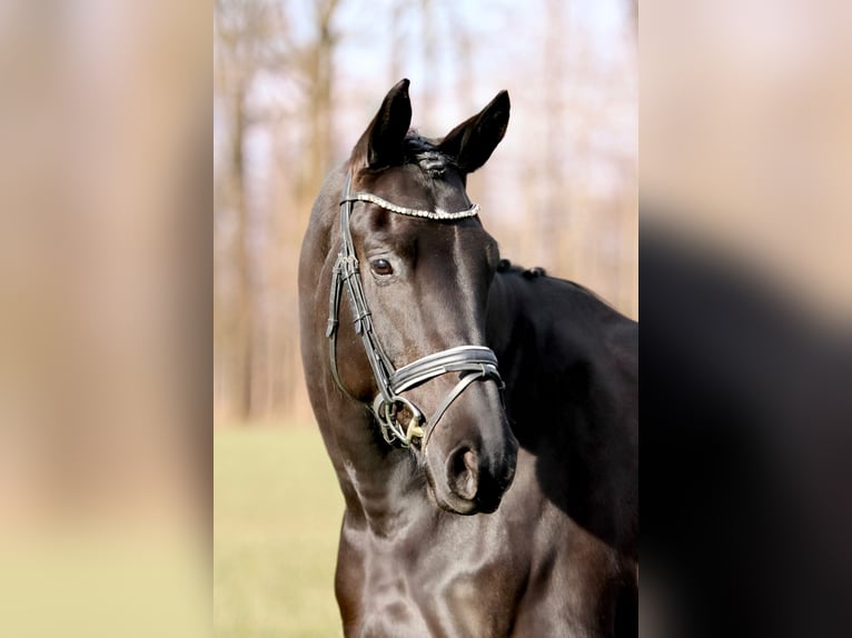 Trakehner Caballo castrado 6 años 173 cm Morcillo in Lienen