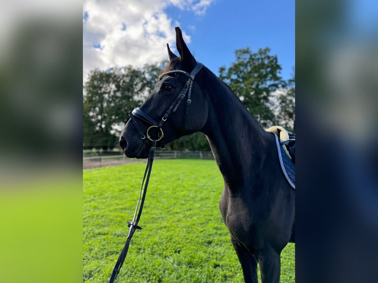 Trakehner Caballo castrado 6 años 173 cm Morcillo in Lienen