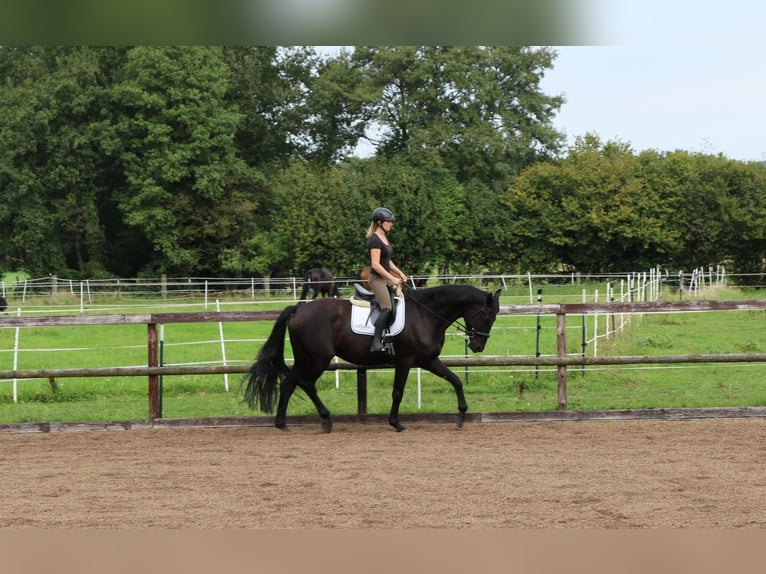 Trakehner Caballo castrado 6 años 173 cm Morcillo in Lienen