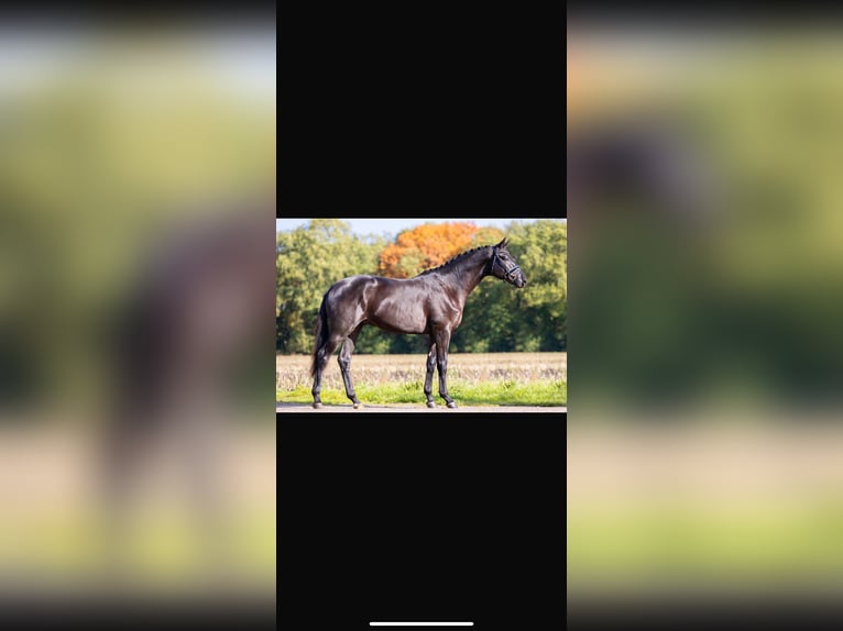 Trakehner Caballo castrado 6 años 173 cm Negro in Helsinki