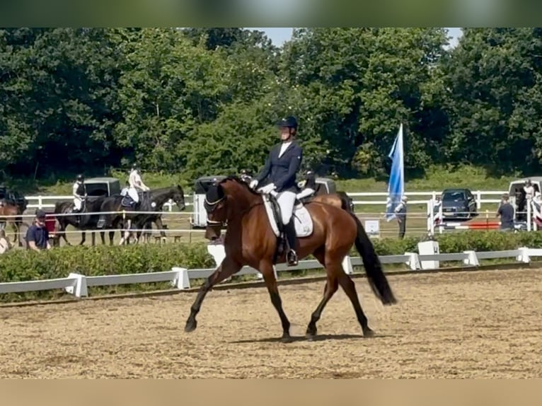 Trakehner Caballo castrado 6 años 175 cm Castaño in Padenstedt