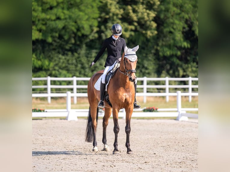 Trakehner Caballo castrado 6 años 176 cm Castaño in Laubach