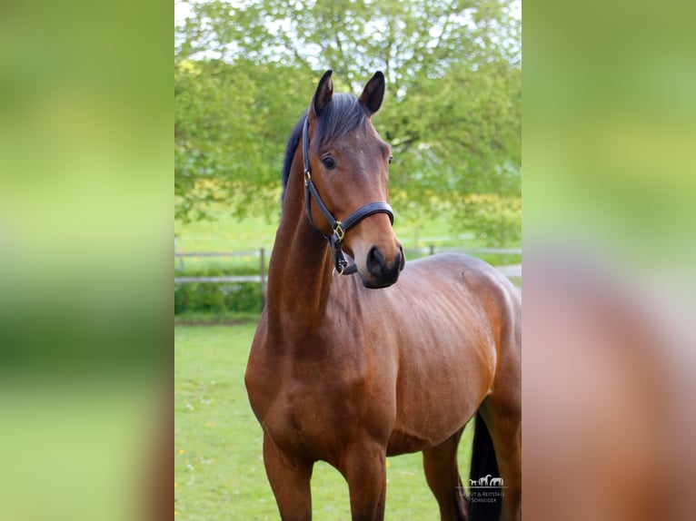 Trakehner Caballo castrado 6 años 176 cm Castaño in Laubach