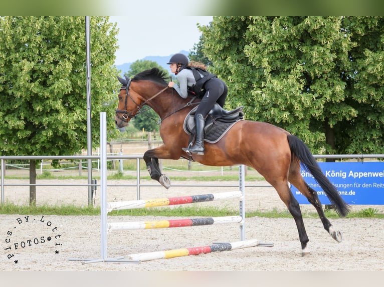 Trakehner Caballo castrado 6 años 176 cm Castaño in Laubach