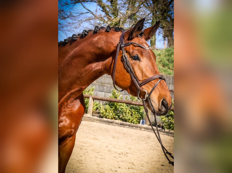 Trakehner Caballo castrado 6 años 176 cm Castaño in Roßdorf