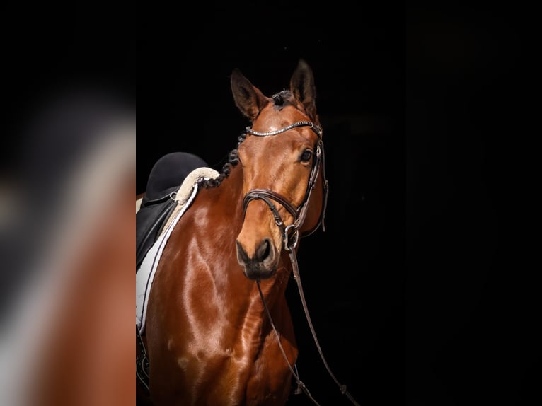 Trakehner Caballo castrado 6 años 176 cm Castaño in Roßdorf
