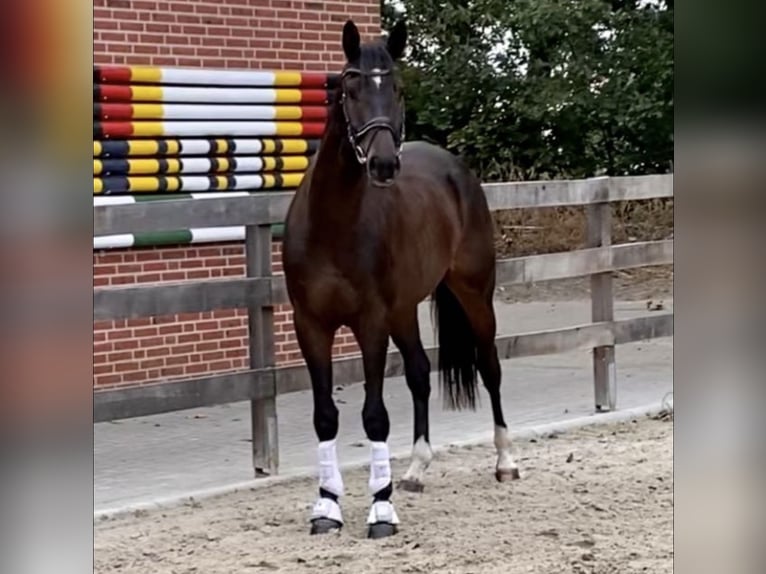 Trakehner Caballo castrado 6 años 178 cm Castaño in Freren