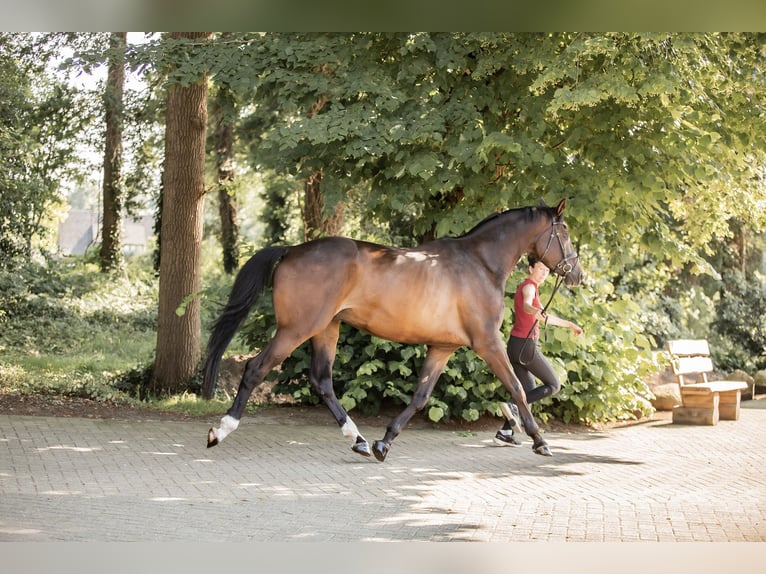 Trakehner Caballo castrado 6 años 178 cm Castaño in Freren