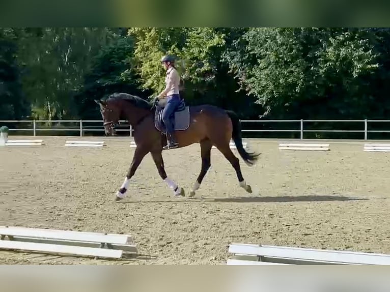 Trakehner Caballo castrado 6 años 178 cm Castaño in Freren