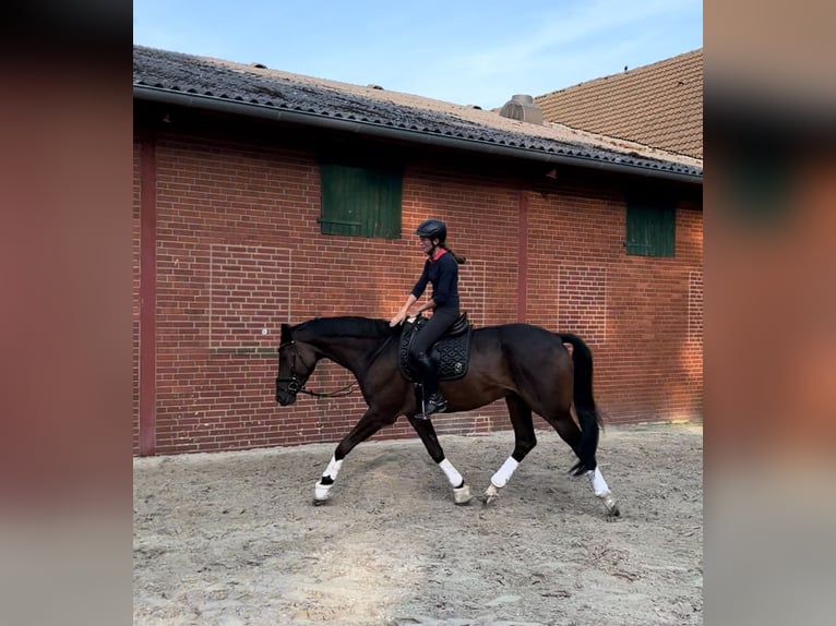 Trakehner Caballo castrado 6 años 178 cm Castaño in Freren