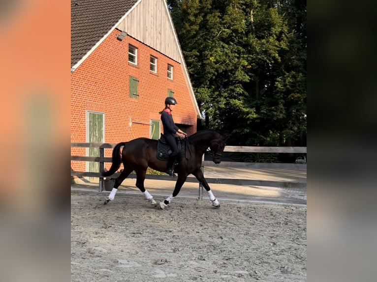 Trakehner Caballo castrado 6 años 178 cm Castaño in Freren