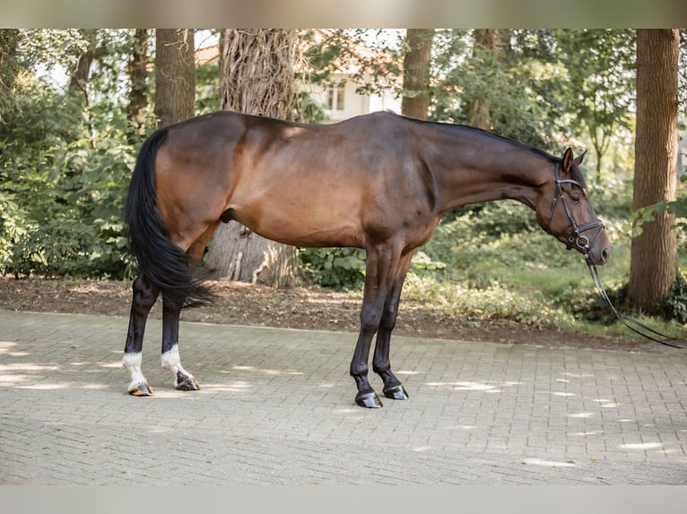 Trakehner Caballo castrado 6 años 178 cm Castaño in Freren