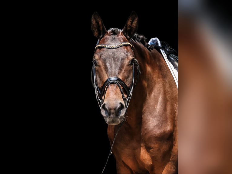 Trakehner Caballo castrado 6 años 178 cm Castaño oscuro in Neuberg